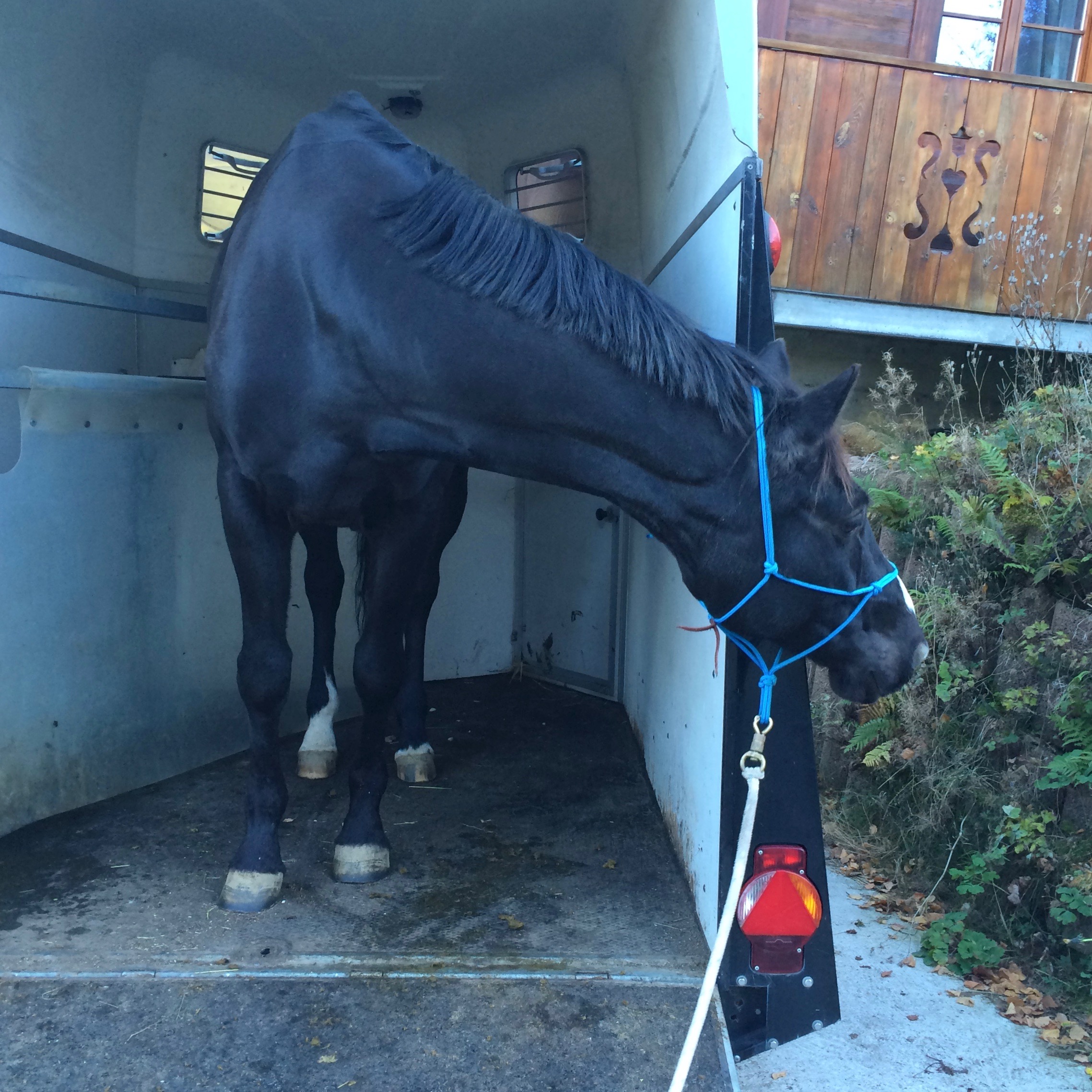 Träumst du auch davon mit deinem Pferd jederzeit an einen fremden Ort fahren zu können? 